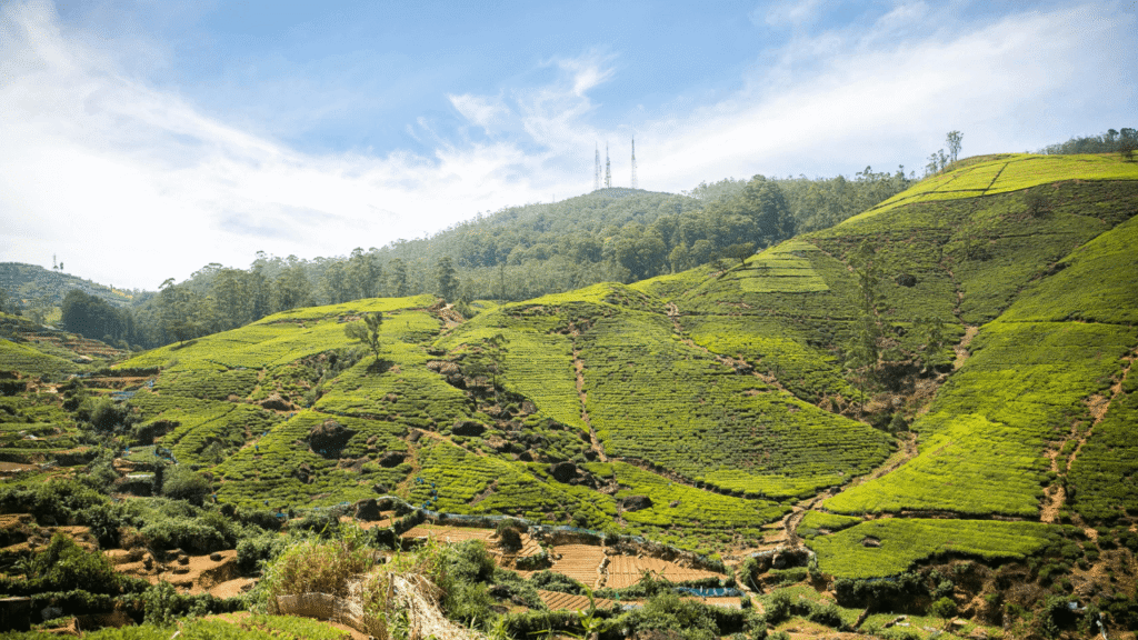 Nuwara Eliya Tea Estates