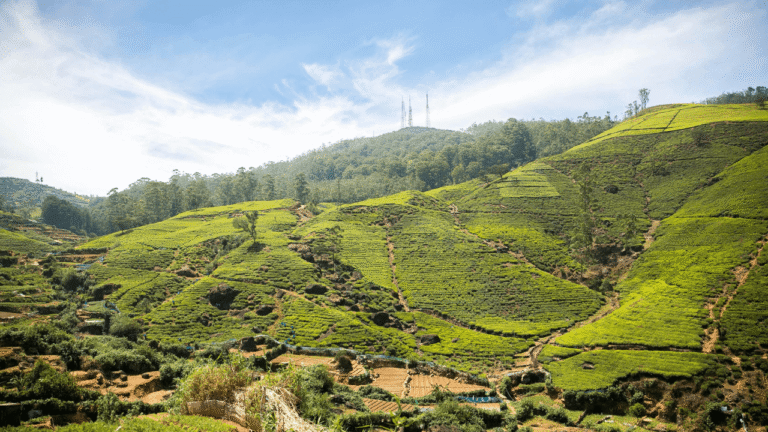 Nuwara Eliya Tea Estates